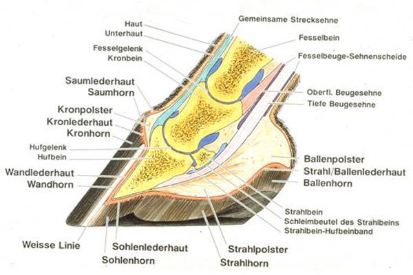 Die Anatomie des Pferdehufes