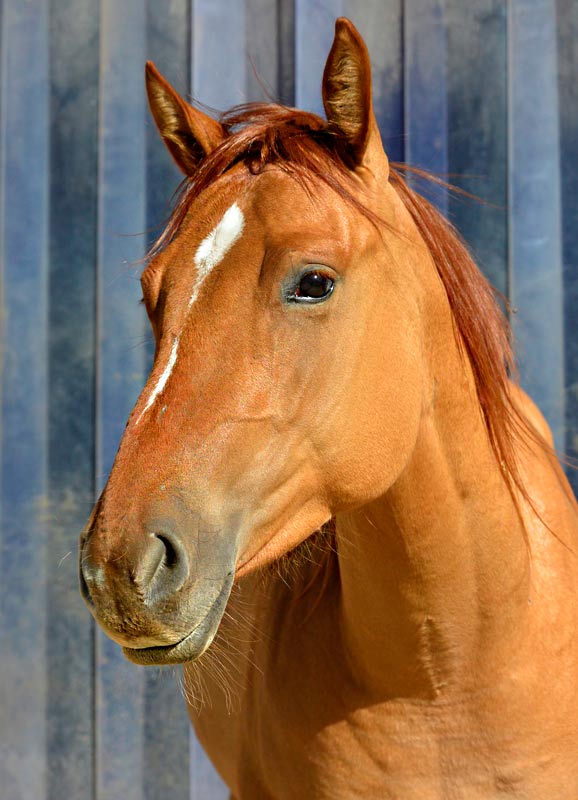 Quarter Horse von Christoph Müller